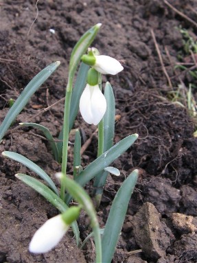Schneegloeckchen