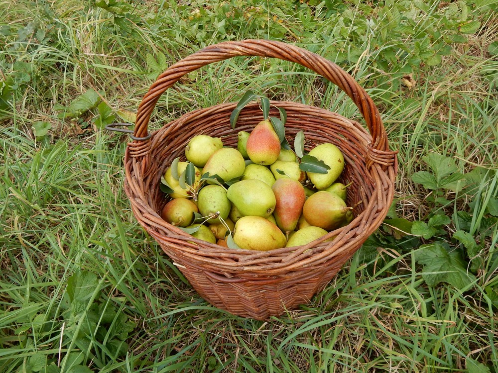 birnenGK1.jpg