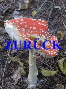 ZUR